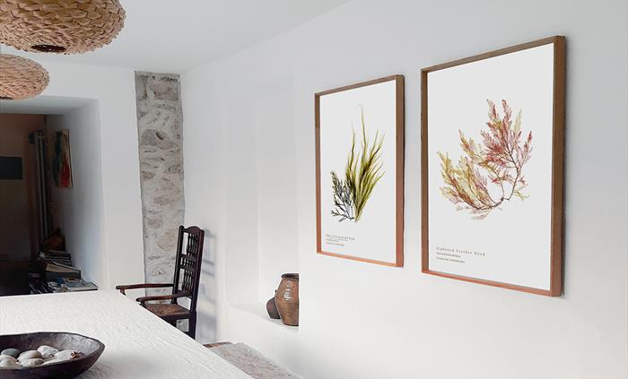 Image showing twoo framed seaweed prints hung on a wall.